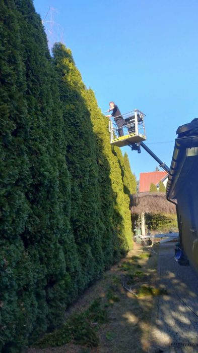 Pielęgnacja wiosenna, wertykulacja trawnika, przycinanie, ogrodnik