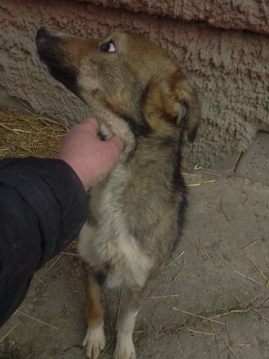 Бобік хлопчик вік 8 місяців гавкучій невеликий