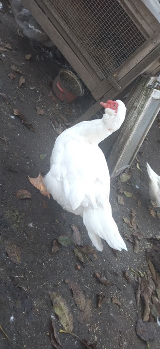 Індокачки Німецької важкої лінії, інкубаційні яйця