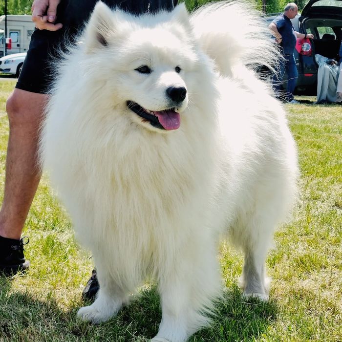 Samoyed szczeniak piesek