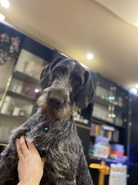 Дратхаар для вязки