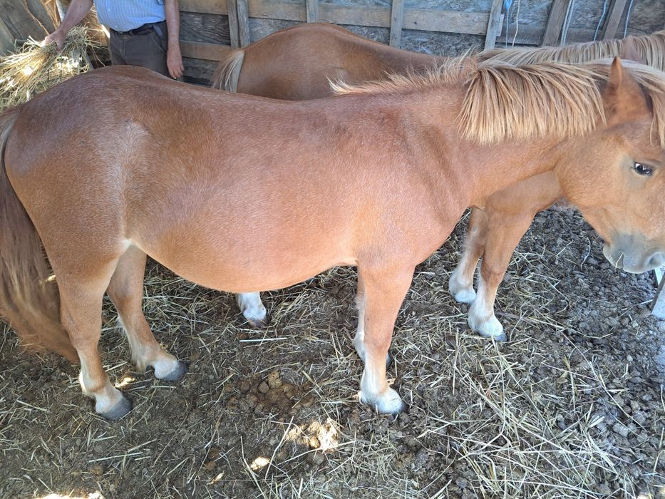 2 Garranas com 3 Anos