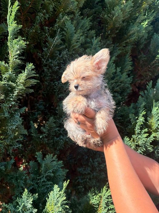 Yorkshire terrier