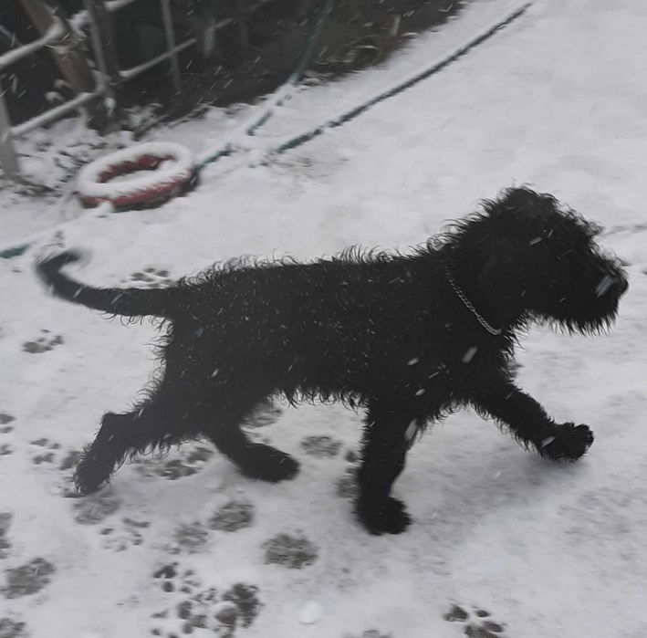 Різеншнауцер, кращий подарунок на новий рік. Клубне цуценя