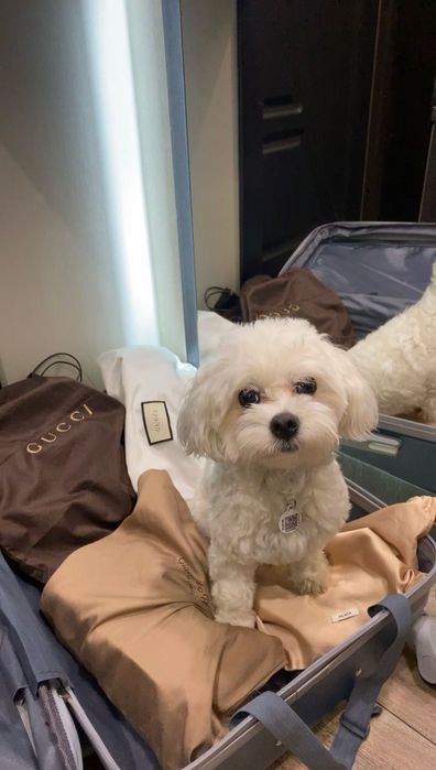 Вʼязка Мальтез міні хлопчик