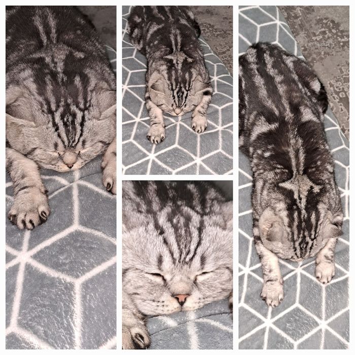 В'язка. Шотландець прямовухий мармур.