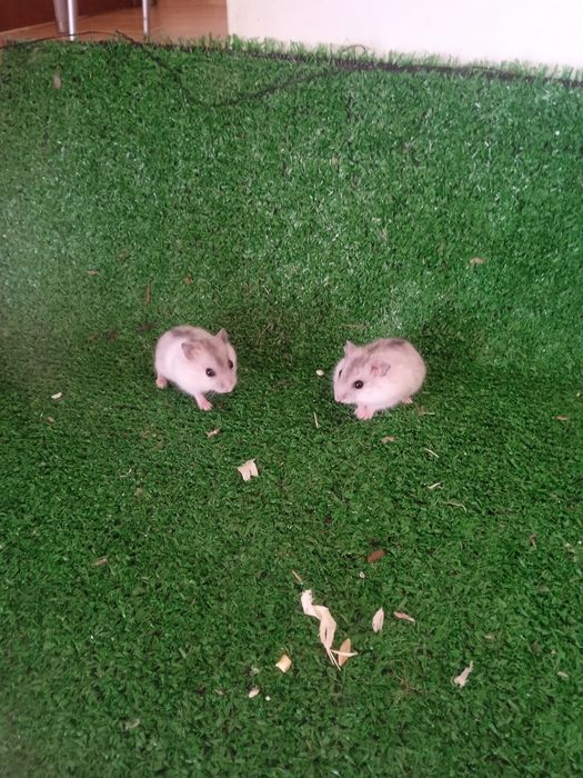 Hamsters anão russo