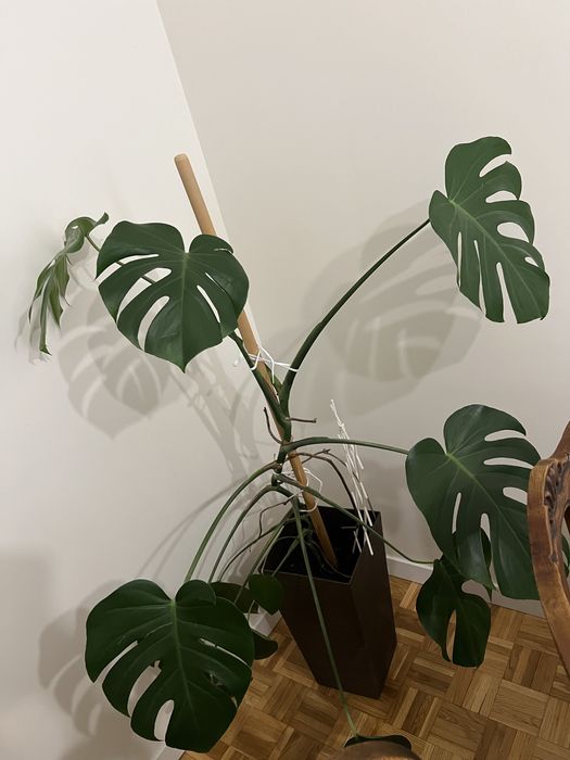 Kwiat Monstera duży