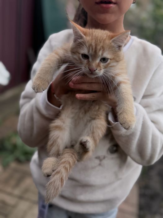Котики бесплатно