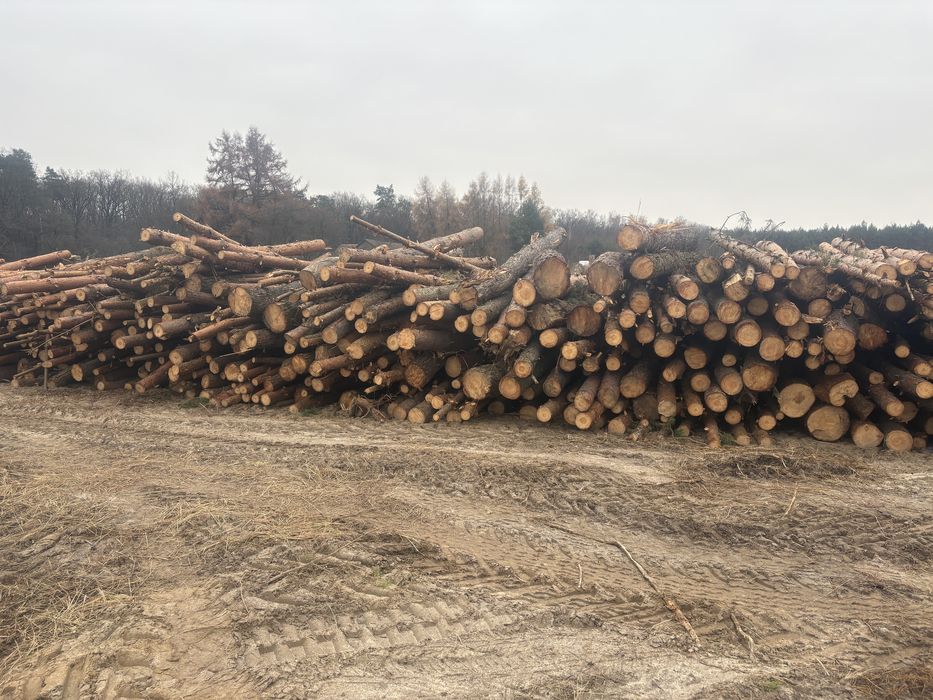 Drewno opałowe sosna