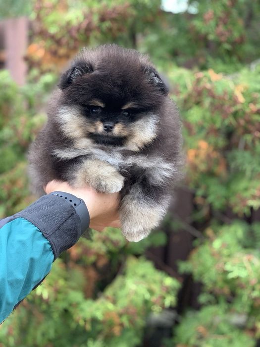 Неймовірний малюк