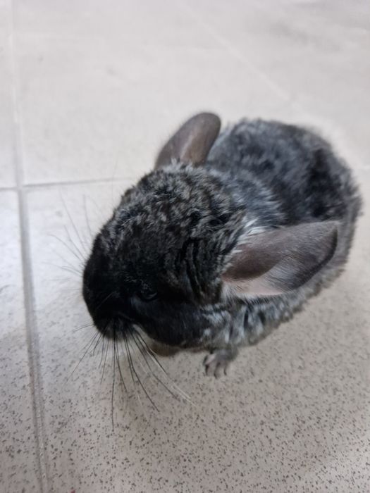 Szynszyl standard aksamitny-ciemny oraz standard i beż
Szylki młode i