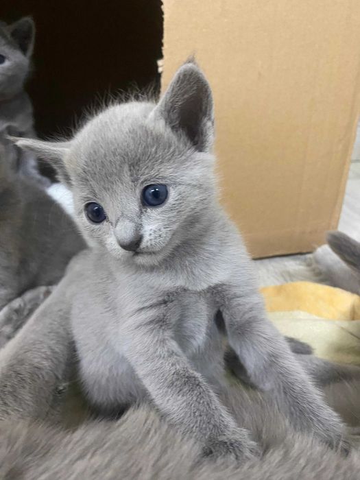 Kotka Rosyjska Niebieska FPL