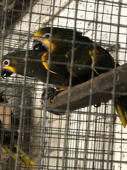 Chalcopsitta Duivenbodei e outros