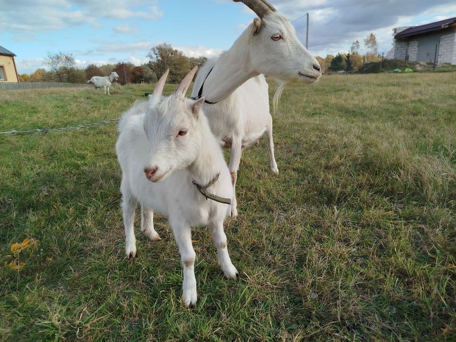 Козеня Кізка рогата