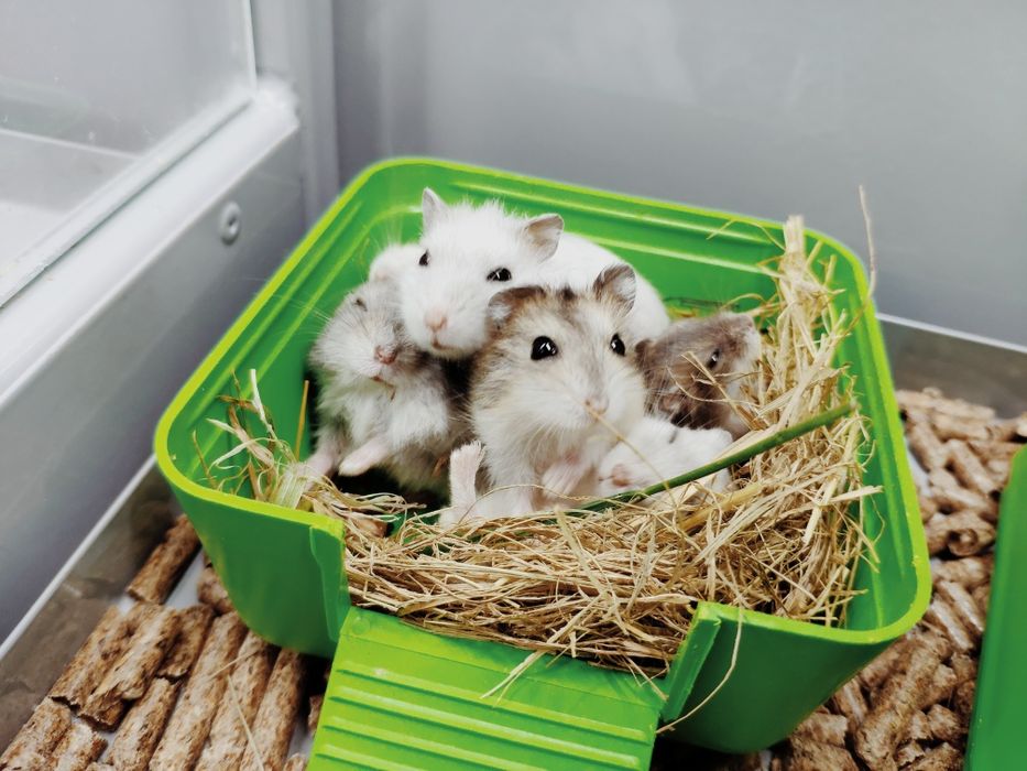 Хом"як Джунгарик