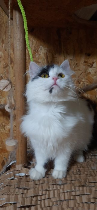 Кішечка шукає дім