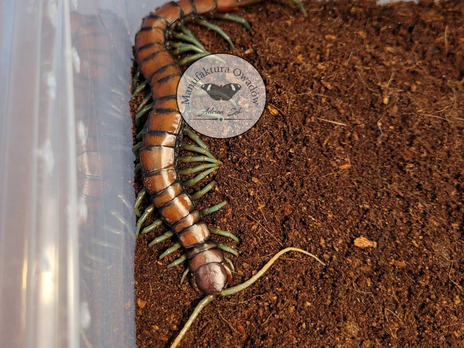 Skolopendra - Scolopendra sp. Mint legs