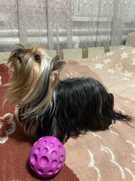 Маненький хлопчик йорік