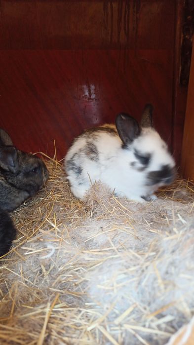 Продам пушистиков (кролики)