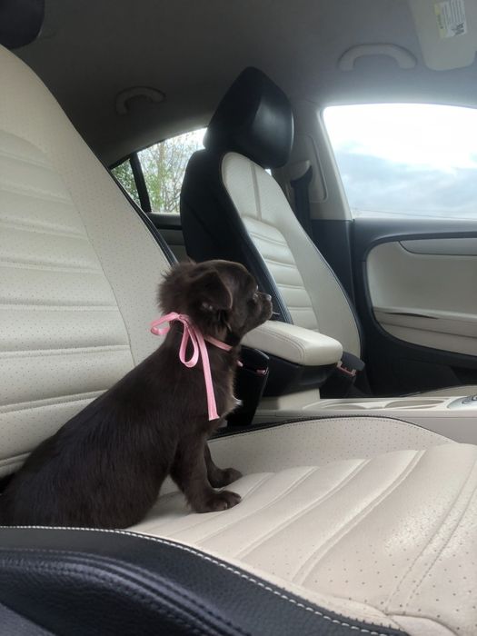 Чіхуа гарнесенький