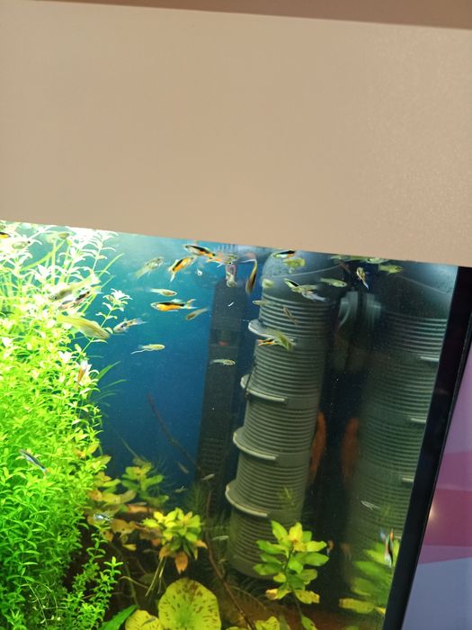 Ryby akwariowe, gupik endlera