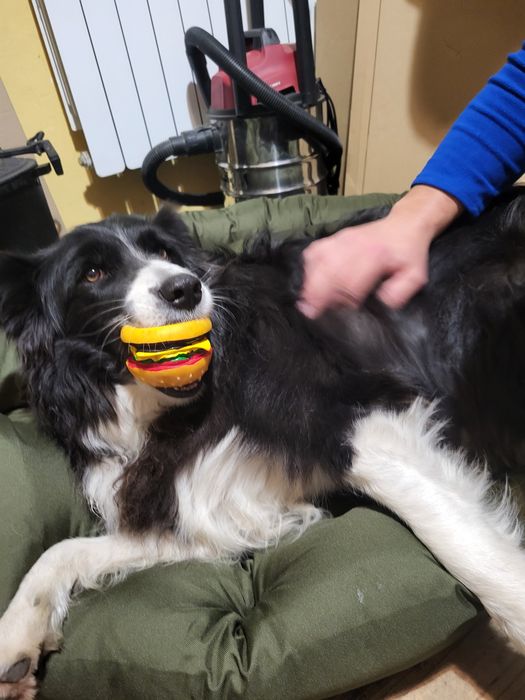 Opieka nad psem lub kotem