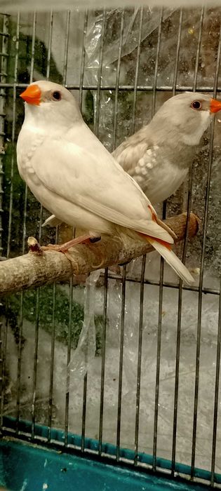 Amadyna diamentowa. Para lęgowa amadyn.