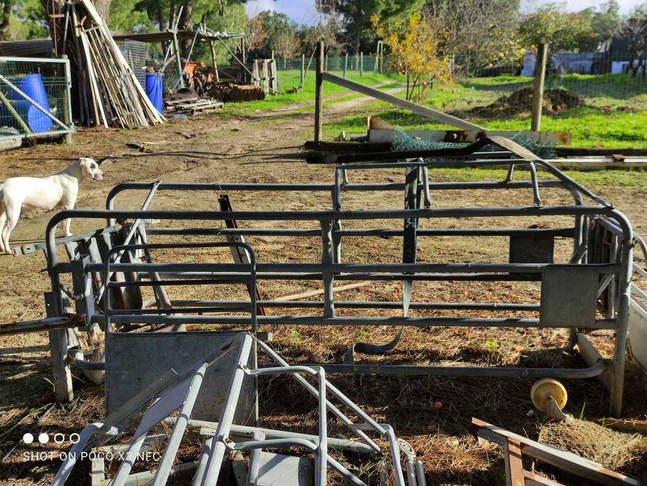 Maternidades para porcas