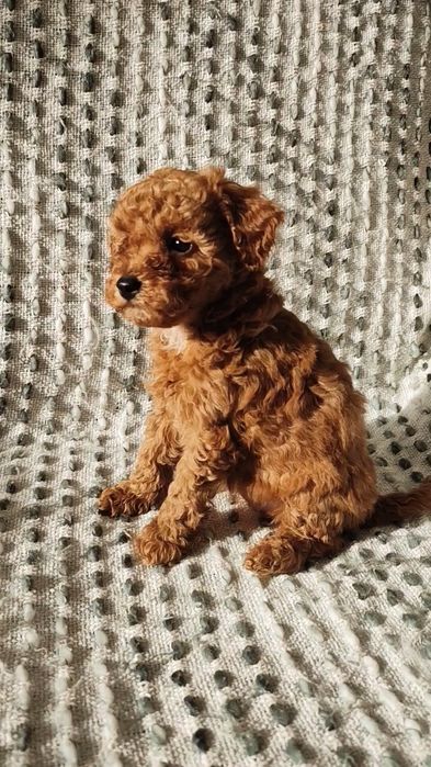 Pudel Miniatura Aura Suczka