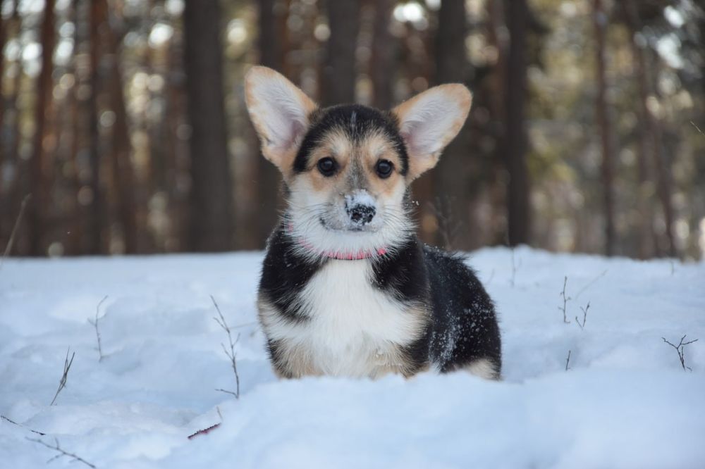 Дівчинка Вельш Коргі Пемброк