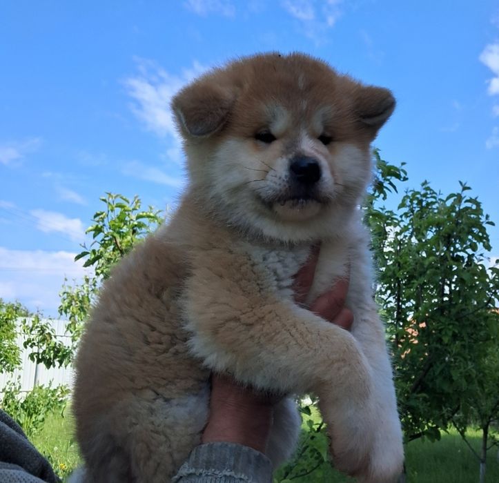 Японська Акіта іну