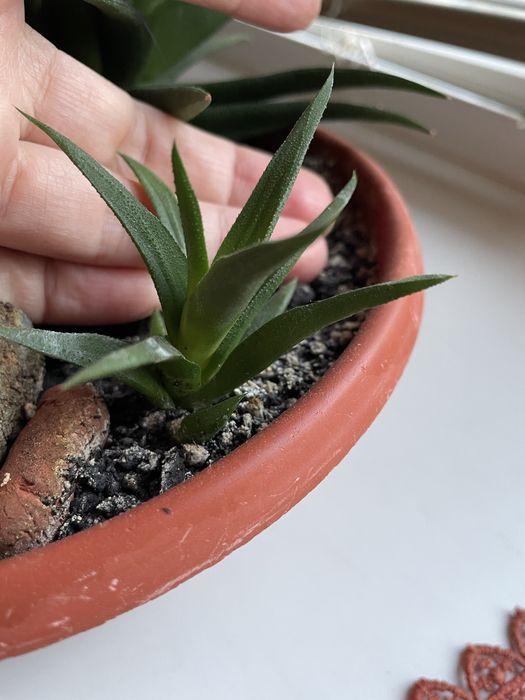 Суккулент цветок или кактус