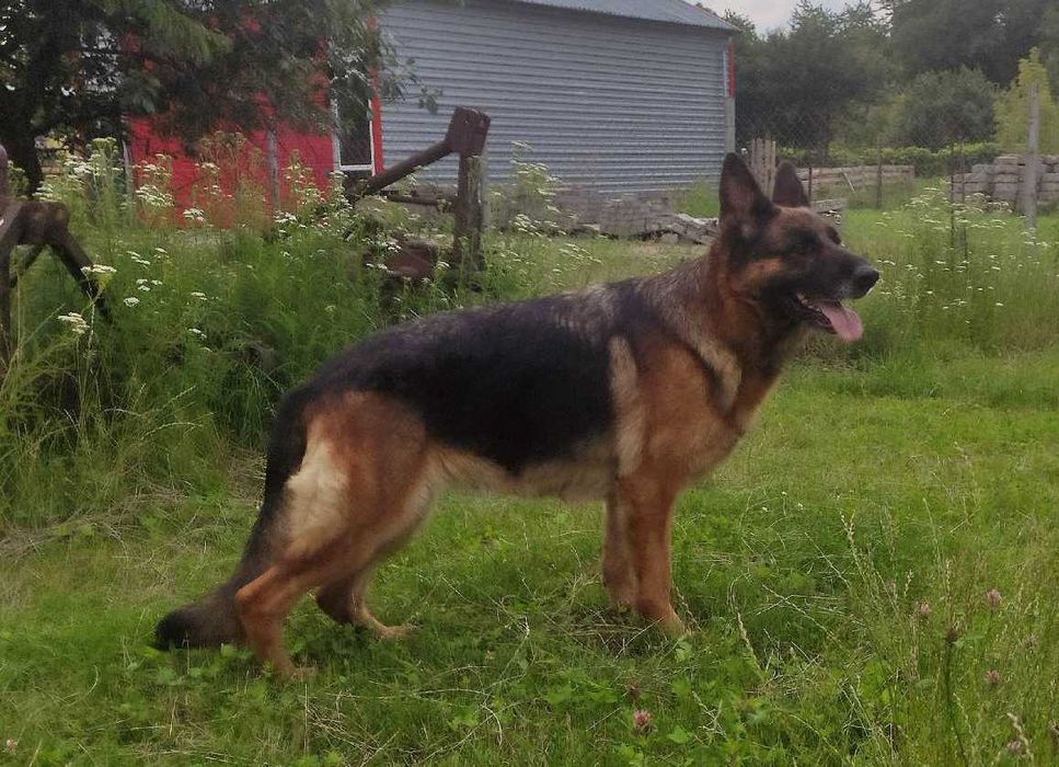 Oddam dorosłą sukę