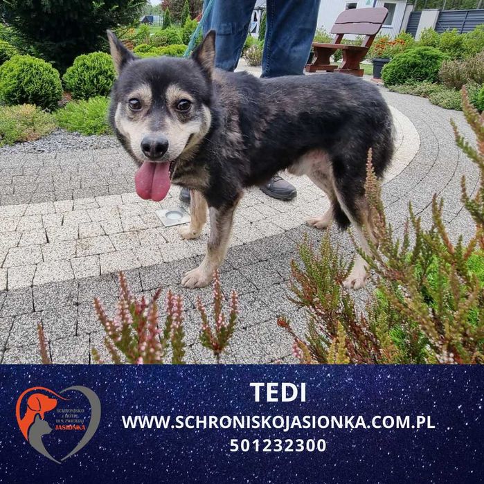 TEDI do adopcji Schronisko Jasionka