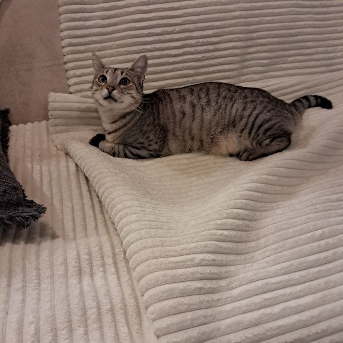 Котик , вік три роки