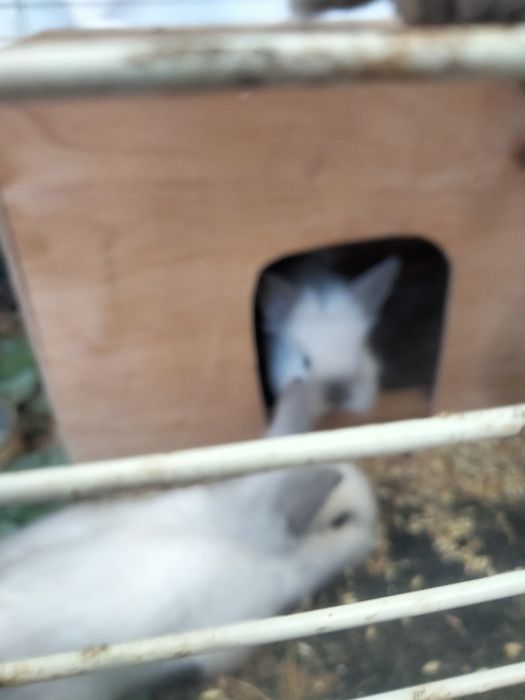 Продам кролів декоративні.