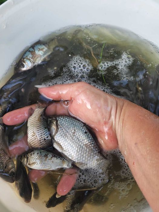 Karaś srebrzysty na żywca