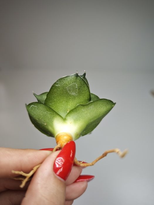 Sansevieria Espresso