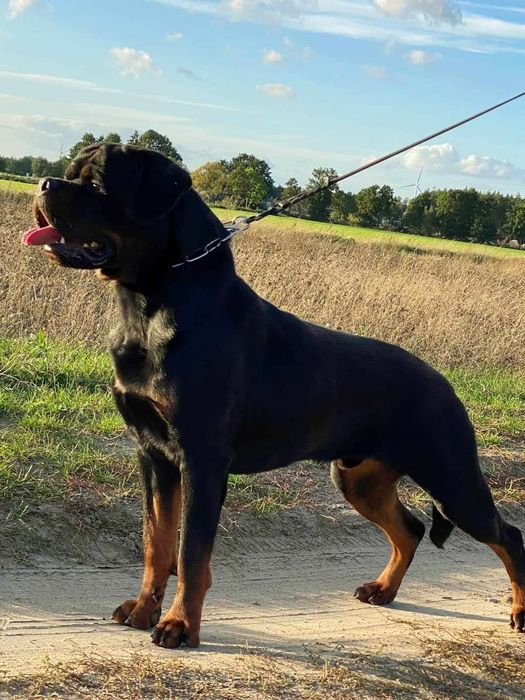 Rottweiler, szczeniak FCI