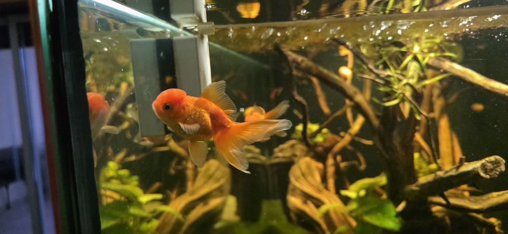 Vendo  Orandas 8/10 cm