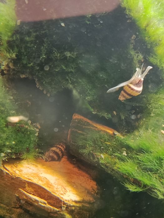 Vendo ou troco Caracóis Helena, Assassinos