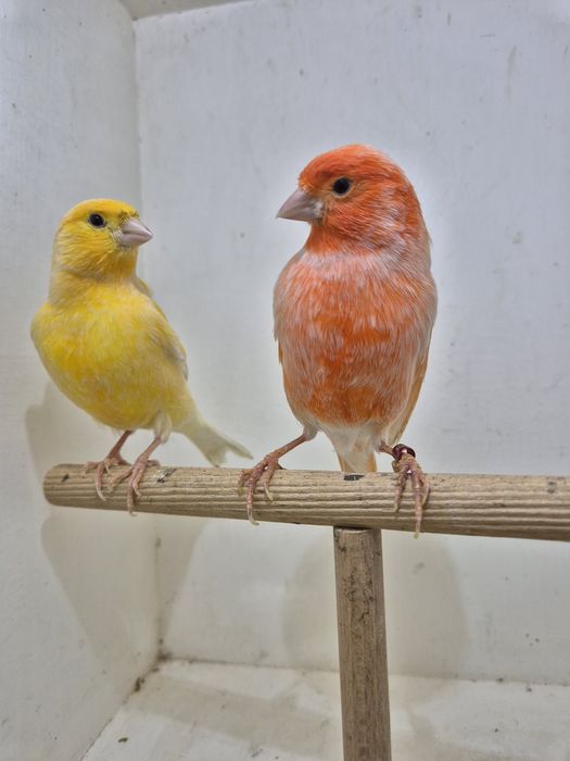 Sprzedam kanarki  SAMCE