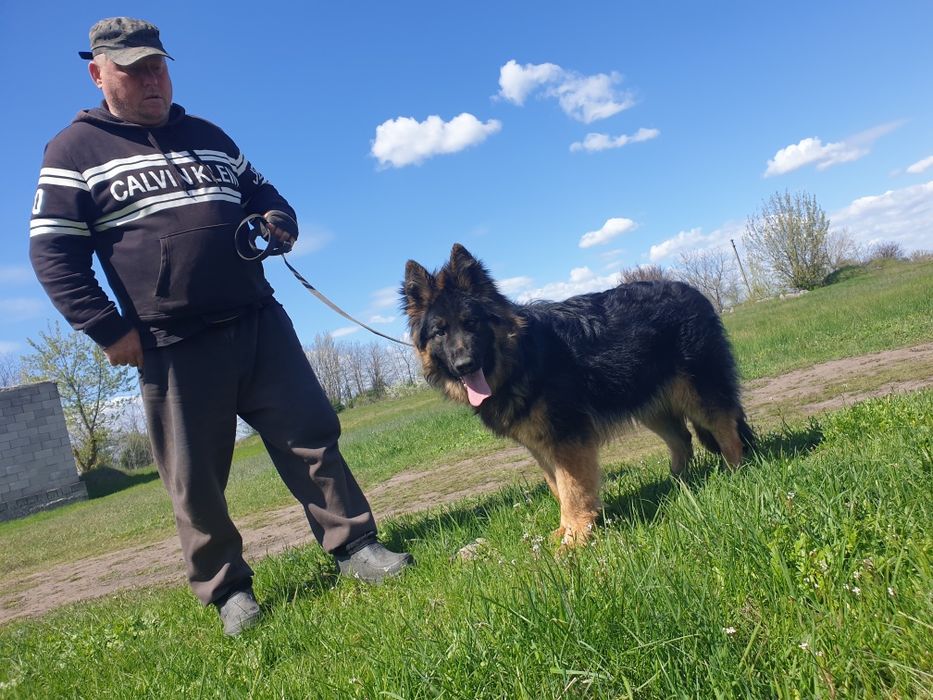 Подросток немецкой овчарки