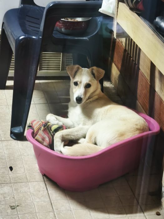Cadela com 1 ano para adoção
