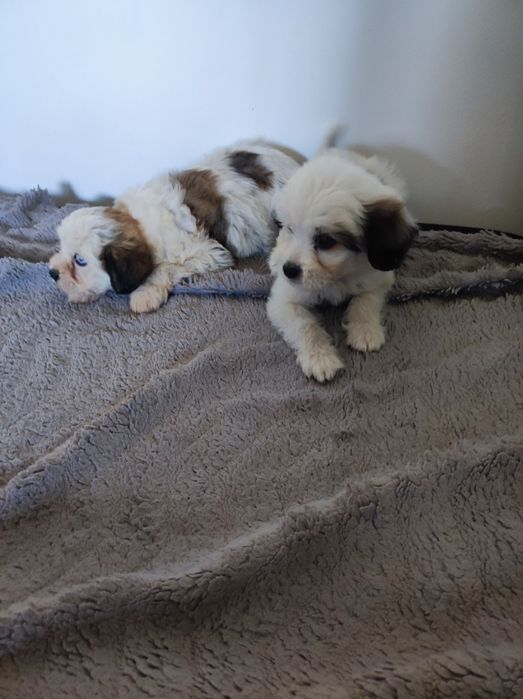 Gotowe do zmiany domu Maltipoo