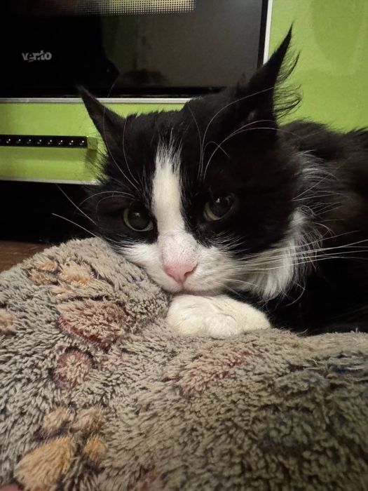 Котик Марс шукає люблячий дім