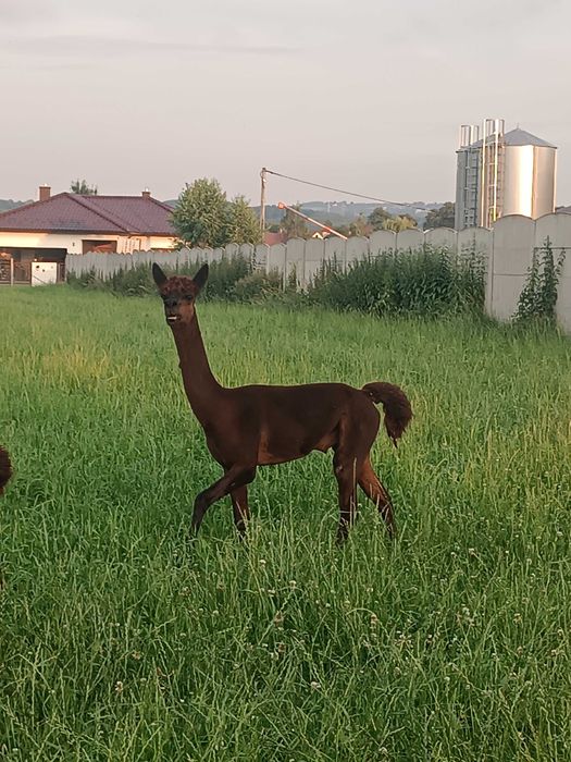 2 samce Alpaki na sprzedaż