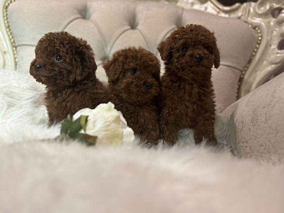 Той пудель щенки мальчики китай