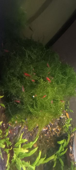 Krewetki , molinezje, glonojady czarne , żółte